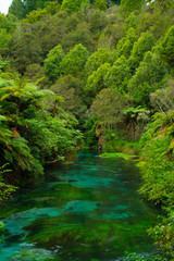 View downstream in the middle of native bush