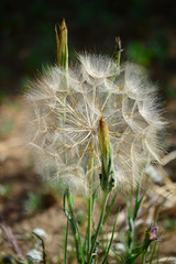 Close-up of Giant Dandelion, Taraxacum, Nature, Macro