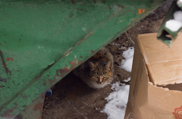 street cat in the trash