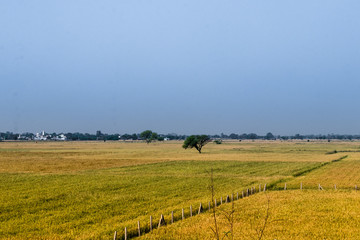 Fototapeta na wymiar Ripe wheat crop Farm field on blue sky