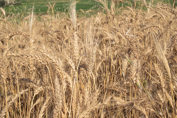 Beautiful wheat field during harvest time, background