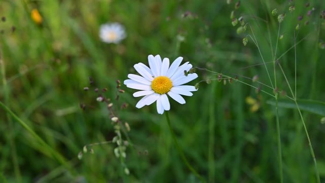 Margerite im Wind 