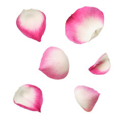 Set of pink rose petals