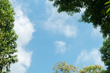 Abstract, nature Green leaf background and beautiful wallpaper.