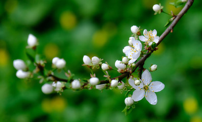 Sprig of blossoming cherry plum