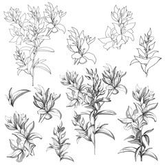 Set of vector contour flowers on a white background. Sketches of the isolated flowers drawn by ink. Contour Clipart for summer design and colorings.