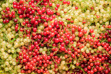 Many red and white currants.Good tasting Ribes with full of healthy vitamins.