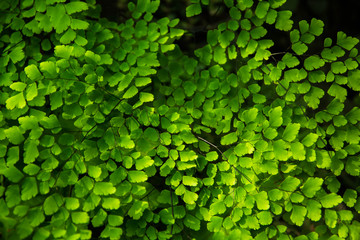 Green ferns background