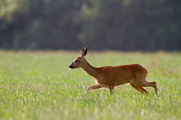 Roe deer doe walking in meadow, in the background a dark forest