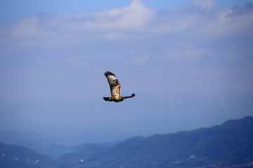 空を飛ぶトンビ