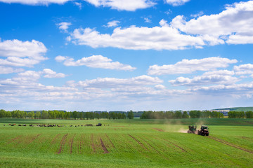 Cows grazing in green meadow at sunny day with fluffy clouds in sky