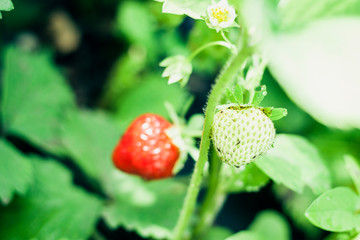 raw red strawberry on a branch in the garden.