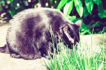 Black cat walking on the garden path near the grass lawn and bushes .