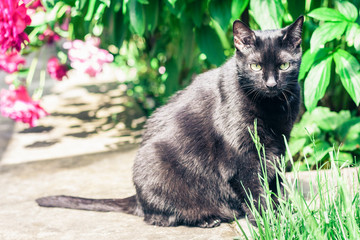 Black cat walking on the garden path near the grass lawn and bushes .