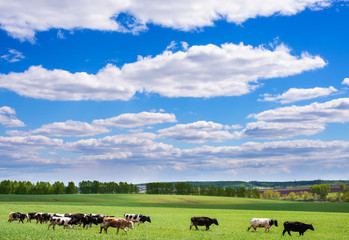 Cows grazing in green meadow at sunny day with fluffy clouds in sky