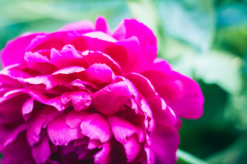 bush with flower of pink peony in the garden.