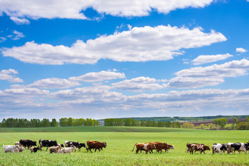 Cows grazing in green meadow at sunny day with fluffy clouds in sky