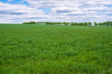 Fototapeta premium picturesque view of trees growing on green field with white fluffy clouds on blue sky at sunny day