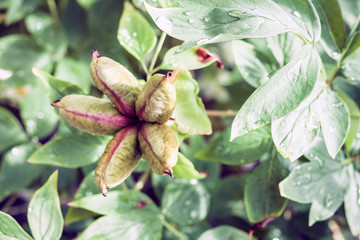 bush with tree peony (Paeonia suffruticosa) after flowering in the garden.