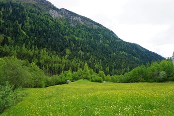 Fototapeta premium Beautiful grass-field with flowers in italy.