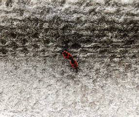 Pyrrhocoris apterus. The firebug, Pyrrhocoris apterus, is a common insect of the family Pyrrhocoridae