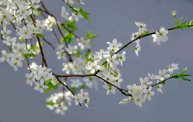 Sprigs of flowering plum tree