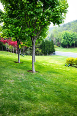 Lawn and trees in summer
