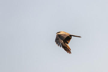 bird in flight