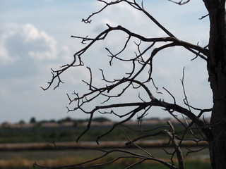 Fototapeta na wymiar Dry branches tree on blurred of nature background