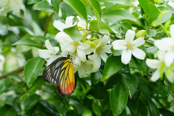 Beautiful butterfly suck nectar from the Wild Water  Plum