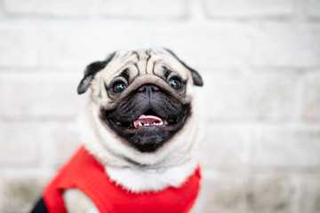 cute dog pug breed have a question and making funny face feeling so happiness and fun,Selective...