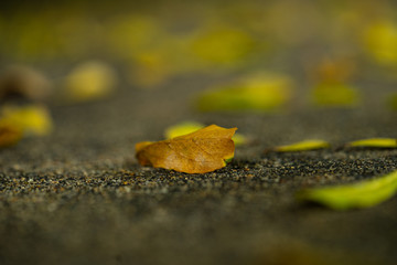 wilted and droped. The old leaves fall to the ground