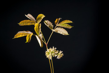 Aralia nudicaulis - Ginseng Relative - Isolated on Black
