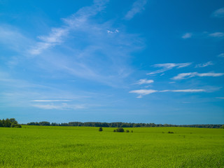 Summer landscape with green field blue sky with clouds