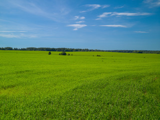 Summer landscape with green field blue sky with clouds