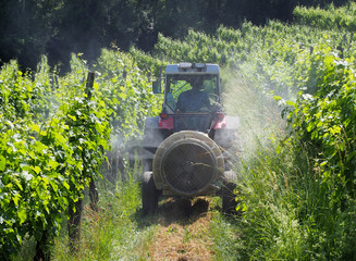 A sprayer machine, trailed by tractor, sprinkles pesticides among the rows of vineyards  in summer...