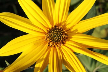 beautiful yellow weed flower in the garden close up