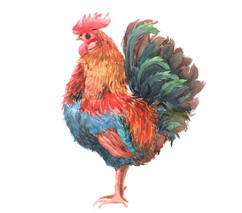 Watercolor chicken, cock, rooster bird isolated on a white background.