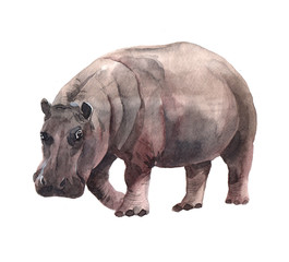 Obraz premium Watercolor realistic hippopotamus tropical animal isolated on a white background illustration.