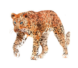 Watercolor leopard big cat animal illustration isolated on white background © PYRAMIS