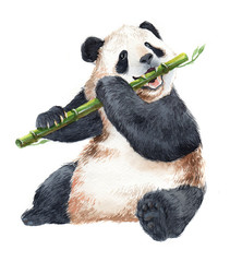 Fototapety  Watercolor panda bear animal illustration isolated on white background