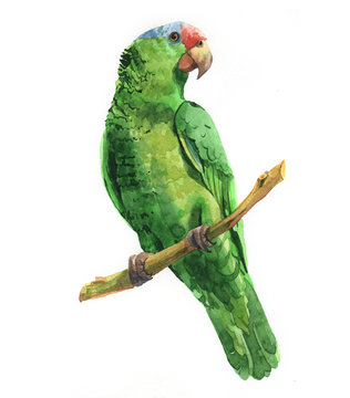 Watercolor parrot bird animal illustration isolated on white background