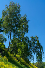 Косогор, грунтовая дорога. Лето.