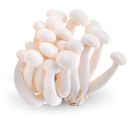 White Bunashimeji mushrooms on white background.