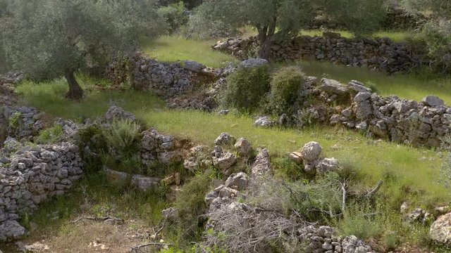 Flying above olive plantations terraces in Samaria, Israel 4k aerial 