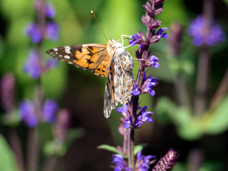 Butterfly on lavender with open wings.