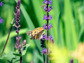 Butterfly ( Vanessa Cardus ) on lavender with open wings.
