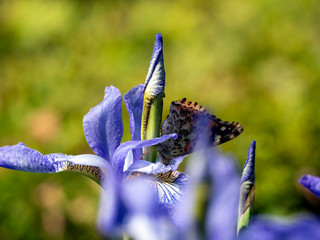 Butterfly ( Vanessa Cardus ) on iris flower with folded wings, side view.