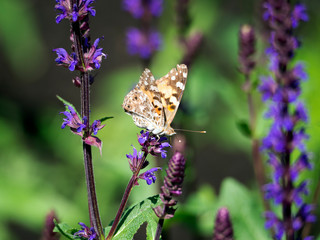 Butterfly ( Vanessa Cardus ) on lavender with open wings.