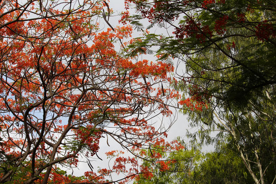 Best Spring- Colorful Flower Tree